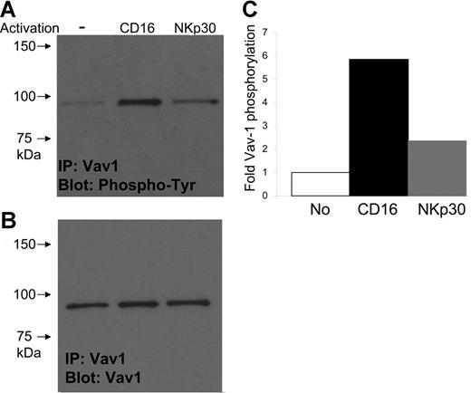 Figure 4. NK cells from healthy donors display high phosphorylation of Vav1 upon CD16 but not NKp30 engagement. (A) Phosphorylation of Vav1 upon CD16 or NKp30 engagement in fresh NK cells. Vav1 was immunoprecipitated with polyclonal rabbit serum; phosphotyrosine was detected by mAb 4G10. Representative data of 1 of 3 experiments is shown. (B) Detection of total Vav1 protein. Blots were striped and reprobed with mAb to Vav1 protein. (C) Quantification of Vav1 phosphorylation. Densitometry of the bands was calculated to the relative specific phosphorylation without activation.