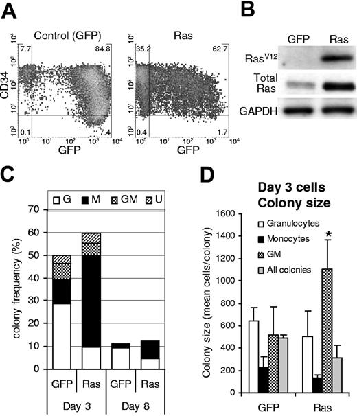 Figure 1. Expression of Ras in CD34+ cells and its effect on colony formation. (A) Expression of GFP and CD34 on retrovirally transduced cells (day 3); quadrants delineate autofluorescence/background staining using isotype-matched controls; figures represent the frequency of cells (%) in each quadrant. (B) Corresponding expression of mutant Ras (using a RasV12-specific antibody) and total Ras (using a pan-specific antibody). (C) Cells were plated for colony-forming assay by limiting dilution on day 3 or day 8 of culture (as indicated) in IL-3, GM-CSF, G-CSF, and SCF. Colonies were scored 7 days later. GFP positivity and lineage identity were determined by flow cytometric analysis (see “Materials and methods”). G indicates granulocytic; M, macrophage; GM, granulocyte/macrophage; U, colonies for which lineage could not be unambiguously defined by cytometric analysis. (D) Average colony size for each colony type (for colonies plated on day 3); error bars represent SD; *P ≤ .05. Each data set (C-D) represents the mean of at least 4 independent replicate experiments (n = 4).