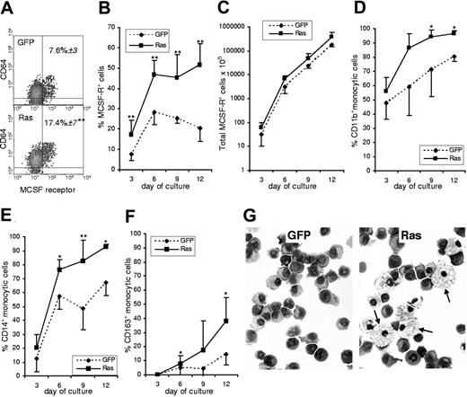 Figure 2. Effect of Ras on monocyte development. (A) Dual parameter dot plots showing expression of M-CSFR and the myeloid antigen, CD64, on day 3 cells; data are gated on GFP+ cells. Figures indicate the percentage of M-CSFR+ cells ± SD; quadrants delineate background staining using isotype-matched controls. (B) Changes in the frequency of GFP+, M-CSFR+ cells with subsequent culture. (C) Total GFP+, M-CSFR+ cells. (D-F) Differentiation antigen expression on GFP+, M-CSFR+ cells. (G) Morphology of GFP+, M-CSFR+ cells sorted on day 9 (arrows indicate mature macrophages); Wright-Giemsa stain (Leica DM4000B microscope, 40×/0.75 HCL PL objective lens, Leica DC500 digital camera, and Leica IM50 version 4.0 software (Leica, Cambridge, United Kingdom). original magnification ×400). Error bars represent extent of positive or negative SD, shown separately for clarity (n = 6). *P ≤ .05; **P ≤ .01.