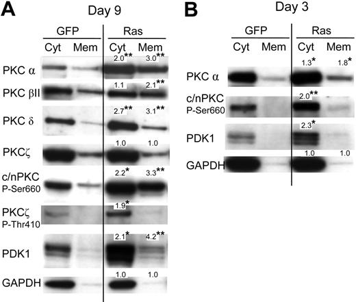 Figure 4. Effect of Ras on PKC expression and translocation. (A) Representative Western blot data from day 7 cultures, fractionated into cytosolic and membrane components, and probed with the indicated antibody; c/nPKC P-Ser660 binds all conventional and novel isoforms of PKC only when phosphorylated at Ser660 (or equivalent residue). A total of 5 × 104 cell equivalents were loaded in each lane. Note: PDK1 is a multiply phosphorylated protein that gives rise to species of different mobilities on sodium dodecyl sulfate-polyacrylamide gel electrophoresis (SDS-PAGE); treatment of extracts with phosphatase gives rise to a single fast-migrating band (not shown). (B) Corresponding analysis at day 3 of culture (day 0 following infection). In each case, quantitation was carried out by densitometric analysis of band volumes (from at least 4 replicate experiments); *P ≤ .05; **P ≤ .01. Note that the values are normalized relative expression levels (compared with the equivalent control fraction). These are mean values and therefore may not exactly match the fold-changes shown in the corresponding representative data. To clearly show membrane-translocated species, some cytoplasmic banding is overexposed.