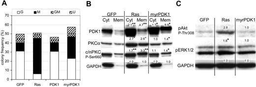 Figure 6. Activated PDK1 mimics the effect of Ras on colony formation and PKC activation. (A) Effect of PDK1 and myrPDK1 on colony formation of CD34+ cells. Conditions as in Figure 1 (n = 4). (B) Western blot analysis of cytosolic and membrane components from the indicated cultures (day 7). Figures indicate mean relative expression (from 4 replicate experiments) compared to equivalent control cells. *P ≤ .05, **P ≤ .01 (see also note in Figure 4). (C) Effect of Ras and myrPDK1 on the phosphorylation of Akt and Erk. Representative Western blot data of total protein from day 7 cultures probed with the indicated antibody. Data are representative of 3 independent experiments.