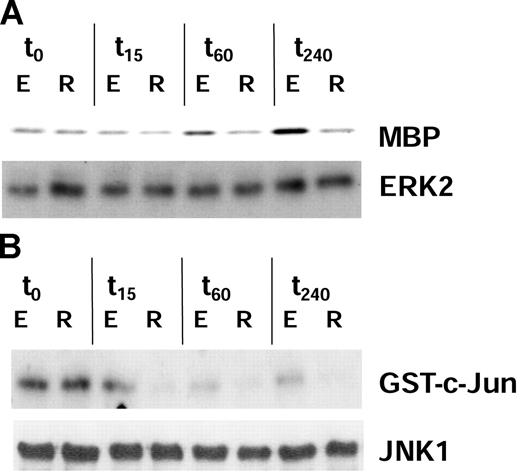 Figure 1. The activation of ERK2 and JNK1 is reduced in anergic iTregs induced by coculture with IL-10–modulated DCs. CD4+ T cells were cocultured with allogeneic IL-10DCs or mDCs for 5 days to induce iTregs (R) and Teffs (E). Subsequently, T cells were restimulated by anti-CD3 mAb. Lysates of T-cell populations were prepared at 0, 15, 60, and 240 minutes after restimulation. ERK2 and JNK1 were immunoprecipitated with anti-ERK2 and anti-JNK1 antisera. MBP and GST–c-Jun served as specific substrates for ERK2 (panel A; top) and JNK1 (panel B; top) in in vitro kinase assays to analyze their activation. Western blots using antibodies against ERK2 and JNK1, respectively, demonstrated equivalent protein loading of both T-cell populations (panels A-B; bottom). One representative of 3 independent experiments with similar results is shown.