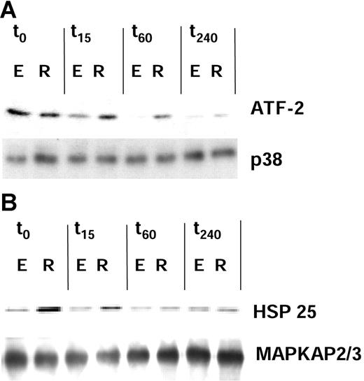 Figure 2. iTregs display a high activity of the p38 MAPK and MAPKAP-K2/3. Teffs (E) and iTregs (R) were induced and restimulated at day 5 as described in Figure 1. Immunoprecipitation of p38 and MAPKAP-K2/3 was performed with lysates prepared 0, 15, 60, and 240 minutes after restimulation. ATF-2 and HSP 25 served as specific substrates for p38 (panel A; top) and MAPKAP-K2/3 (panel B; top) in in vitro kinase assays. As a control, equivalent levels of the MAPK p38 and MAPKAP-K2/3 were measured in both iTregs and Teffs by Western blot (panels A and B; bottom). Similar results were obtained in 4 independent experiments.