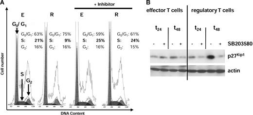 Figure 5. MAPK p38 induces G1 cell-cycle arrest via high expression of the cdk inhibitor p27Kip1. iTregs (R) and Teffs (E) CD4+ T cells were generated by coculture of IL-10DCs or mature DCs with CD4+ T cells. The p38-specific inhibitor SB203580 was added during priming of the T-cell population as indicated. Distribution of DNA content was measured 24 hours after restimulation in iTregs and Teffs. The percentage of T cells in G0/G1, S, and G2 phases is indicated (A). Results represent 2 independent experiments. After restimulation (24 and 48 hours), lysates of T-cell populations were prepared and proteins were separated on SDS-PAGE, blotted, and probed for the cdk inhibitor p27Kip1 (B). The blot was stripped and reprobed for actin as a control for equal loading. Similar results were obtained in 4 independent experiments.