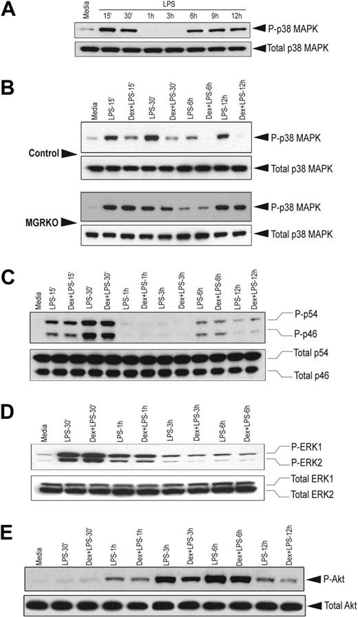 Figure 3. Dex selectively suppresses LPS-mediated activation of p38 MAPK. (A) Time-dependent effect of LPS (100 ng/mL) on p38 MAPK phosphorylation. Representative of 2 independent experiments. Effect of Dex (100 nM) on LPS-mediated phosphorylation of (B) p38 MAPK in control and MGRKO macrophages and (C) JNK (p46/p54), (D) ERK1/2, or (E) Akt in the control macrophages. Representatives of 3 to 4 independent experiments.