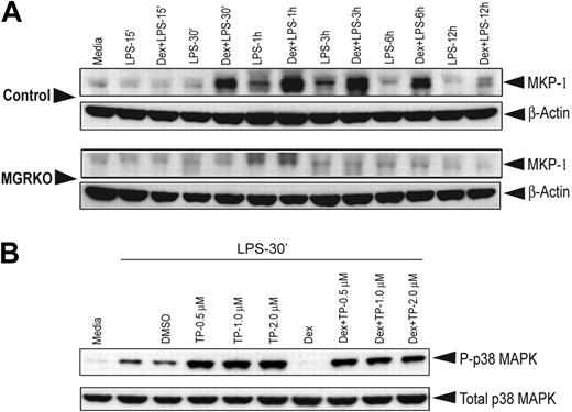 Figure 5. Dex induction of MKP-1 expression is the major GR target for suppression of p38 MAPK phosphorylation. (A) Effect of Dex on MKP-1 induction in control and MGRKO macrophages treated with LPS for the indicated periods of time. (B) Effect of triptolide on p38 MAPK phosphorylation in the presence and absence of Dex. Representative of 2 to 3 independent experiments.