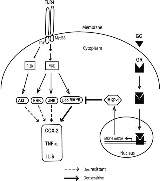 Figure 7. Figure 7. GR attenuates proinflammatory responses in macrophages by impairing p38 MAPK. While TLR4 engagement activates PI3 kinase (PI3K) and multiple MAP kinase kinases (MKKs) and their downstream kinases, p38 MAPK is selectively glucocorticoid (GC) sensitive by transcriptional activation of MKP-1 through GR.