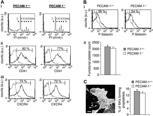 Figure 2. PECAM-1−/− MKs demonstrate normal in vitro nuclear and cytoplasmic maturation, normal production of functional platelets, and proplatelet formation. (A) Flow-cytometric analysis of MKs. (i) Propidium iodide (PI) fluorescence histogram showing ploidy distribution of MKs (ploidy subclasses are indicated). (ii-iii) Fluorescence histograms of cells stained with FITC-CD41 (ii) or FITC-CXCR4 (iii). Gray line indicates irrelevant antibody control; black line, FITC-CD41 or FITC-CXCR4 antibodies. au indicates arbitrary unit. (B) Normal functional platelet number produced by PECAM-1−/− MKs. In order to isolate the platelet-like particles produced, the whole-cell population from the lower chamber was centrifugated at 1000g in the presence of PGI2 to avoid platelet preactivation. The pellet including transmigrated MKs, proplatelet-forming MKs, some HUVECs, cell debris, and platelets was then resuspended in Tyrode buffer and stimulated with or without thrombin to identify and isolate the functional platelet-like particles. Platelets generated in response to SDF1α and HUVECs from PECAM-1−/− MKs are functional and express P-selectin after thrombin stimulation, as shown by the representative fluorescence-activated cell sorter (FACS) histogram (i; gray line indicates unstimulated platelets; black line, thrombin-stimulated platelets), with the functional platelet counts represented as the mean of 3 experiments ± SEM (ii). (C) Representative CD41 immunofluorescent image of a PECAM-1−/− MKs adhered to a HUVEC monolayer generating proplatelets (PPs). Cumulative analysis shows similar numbers of PECAM-1+/+ MKs and PECAM-1−/− MKs demonstrating proplatelet formation (n = 3). Scale bar = 20 μm. Error bars indicate standard error. Fluorescence images were obtained using a Leica DMIRE 2 inverted microscope (Leica, Milton Keynes, United Kingdom) equipped with a 40×/1.3 NA Plan-Apochromat objective lens and a Coolsnap Photometrics camera (Photometrics, Huntington Beach, CA). Slidebook 4.0 software (Intelligent Imaging Innovations, Denver, CO) and ImageJ software (National Institutes of Health, Bethesda, MD) were used to acquire and process images.