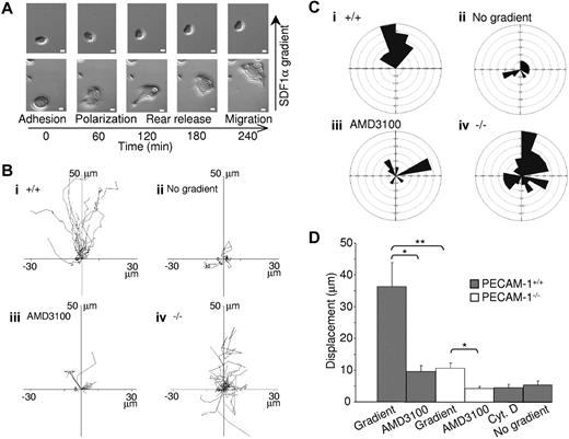 Figure 3. PECAM-1−/− MKs demonstrate defective cell migration toward a gradient of SDF1α. (A) Differential interference contrast (DIC) images of wild-type MKs exposed to an SDF1α gradient within the Dunn chamber. Scale bar = 10 μm. (B) The migration paths over 4 hours of 30 MKs from 8 mice in each graph were traced. The intersection of the x- and y-axis was taken to be the starting point of each cell path, whereas the source of the SDF1α was at the top. (i) PECAM-1+/+ MKs exposed to SDF1α gradient. (ii) PECAM-1+/+ MKs exposed to SDF1α but with no gradient. (iii) PECAM-1+/+ MKs exposed to SDF1α gradient in the presence of AMD3100. (iv) PECAM-1−/− MKs in the presence of SDF1α gradient. (C) Circular histograms showing the proportion of cells whose final position was located within each of 18 equal sectors (20°). The source of SDF1α was at the top. (D) The net translocation distance (displacement from the start to the end point) of each cell in the absence or presence of inhibitors AMD3100 or cytochalasin D (CytD). *P < .01; **P < .001. Error bars indicate standard error. DIC images were visualized using a Zeiss Axiovert 200 inverted high-end microscope (Zeiss, Welwyn Garden City, United Kingdom) equipped with a 20×/0.4 Plan-Neofluor objective lens. Image acquisition was otherwise performed as described for Figure 2C.