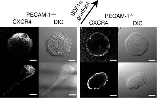 Figure 4. PECAM-1−/− MKs demonstrate defective polarization of the chemokine receptor CXCR4. CXCR4 immunostaining of migrating PECAM-1+/+ MKs and PECAM-1−/− MKs toward the SDF1α source (as indicated by the arrow) demonstrates defective polarization. Scale bar = 20 μm. Image acquisition was performed as described for Figure 2C.