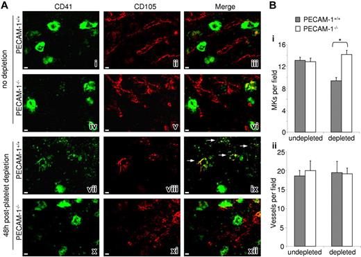 Figure 6. PECAM-1−/− MKs show defective bone marrow sinusoidal colocalization 48 hours after platelet depletion. (A) Longitudinal sections of whole murine femora from undepleted PECAM-1+/+ (i-iii) versus PECAM-1−/− (iv-vi) mice 48 hours after platelet depletion (vii-ix and x-xii, respectively). MKs were identified by FITC-CD41 (i, iv, vii, x); marrow sinusoidal vessels were identified by CD105/biotin/PE-streptavidin (ii, v, viii, xi); merged images allow comparison of MK location from vessels (iii, vi, ix, xii); yellow color and white arrows show colocalization. Scale bar = 30 μm. (B) The average number of MKs (i) and blood vessels (ii) per field were determined in CD41 and CD105 stained marrow sections throughout the length of 3 femora. *P < .05. Error bars indicate standard error. Images were obtained as described for Figure 2C.