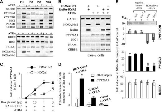 Figure 2. Enhancement of CYP26A1 transcription by a specific homeobox factor. (A) Semiquantitative reverse transcriptase PCR following the treatment of 3 APL blast populations showing distinct sensitivities to ATRA and following the differentiation of NB4 cells. Electrophoresis results of retinoid-inducible targets (top) and homeobox transcription factors (bottom). (B) Specific enhancement of CYP26A1 transcription in Cos-7 cells following the expression of homeobox factors. Electrophoresis results of individual or cotransfection of 1 μg of both RARα and RXRβ plasmids along with 1 μg of the HOXA10v2 plasmid. (C) Fold induction observed with distinct doses of the HOXA10v2 or HOXA1 plasmids in Cos-7 cells. (D) Induction of CYP26A1 transcription in NB4 cells following the nucleofection of either HOXA10v2 or HOXA1 plasmid. The specificity of the enhancement of the cytochrome was confirmed by measuring the modulation of other retinoid-induced targets (cumulative means for HIC1, PRAM1, and CEBPB). *P < .05 compared with ATRA alone. (E) Specific down-regulation of CYP26A1 was observed after siRNA transfection that induced HOXA10v2 transcript silencing. *P < .05 compared with ATRA control. (C-E) Error bars represent the standard error (n = 2).
