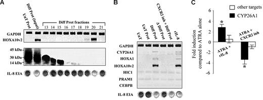 Figure 4. Interleukin-8 induces CYP26A1 expression by enhancing transcription of the HOXA10v2 factor. (A) Transcription of the HOXA10v2 factor following the administration of proteins secreted into the culture medium by differentiated NB4 cells (Diff Prot). Results following the administration of proteins secreted by untreated NB4 cells (UnT Prot). HOXA10v2 induction with fractions obtained by the size exclusion liquid chromatography of Diff Prot (Diff Prot fractions). Elutions were evaluated by transferring onto nitrocellulose membranes, staining with red Ponceau, and testing with the human IL-8 enzyme immunosorbent assay (cupules) prior to their administration to proliferative NB4 cells for 12 hours. (B) Results following protein inactivation by boiling the protein extract for 15 minutes at 100°C (Δ Diff Prot) or following the earlier inhibition of the IL-8 receptor (CXCR2) with 200 nM of the SB225002 antagonist (CXCR2 inh + Diff Prot). Results following the addition of 25 ng/mL recombinant interleukin-8 (rIL-8). Because CYP26A1 expression required the activation of the retinoid signal, NB4 cells were treated with ATRA (0.1 μM), either with the previous inhibition of the IL-8 signal with 200 nM of the SB225 002 antagonist (ATRA + CXCR2 inh) or following the addition of rIL-8 at a final dose of 25 ng/mL (ATRA + rIL-8). (C) Results of the CYP26A1 transcriptional modulation measured by real-time PCR. *P < .05 compared with ATRA control. The specificity of the enhancement of CYP26A1 transcription was verified by measuring the modulation of other retinoid-induced targets (cumulative means for HIC1, PRAM1, and CEBPB). Error bars represent the standard error (n = 3).