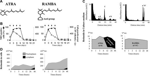 Figure 5. Retinoid modulation following the differentiation of the NB4 cell line using either ATRA or RAMBA. (A) ATRA and RAMBA chemical molecules. (B) Efficiency of differentiation (•) and cell growth inhibition (○) after treatment (black arrows) of NB4 cells with 1 μM of either ATRA or RAMBA. (C) Retinoid modulation in NB4 culture medium performed with gradient reversed-phase HPLC. Chromatogram of retinoids extracted from the culture medium after 24 hours of treatment with either ATRA or RAMBA (upper graphs). Retinoid modulation in the culture medium following NB4 cell differentiation kinetics by treatment with either ATRA or RAMBA (lower graphs). As the azole group makes RAMBA a specific and potent inhibitor of CYP26 p450-cytochromes, metabolism was only observed following ATRA treatment. Hydroxylated products were more rapidly eluted than parental isoforms. 13-cis RA (a), 13-cis RAMBA (a′), their stereoisomers ATRA (b) and RAMBA (b′). The identified metabolites were 4-oxo-ATRA (c), 4-hydroxy-ATRA (d), 18-hydroxy-ATRA (e), and 5,6-epoxy-ATRA (f). (D) Retinoid modulation in cytoplasm and nucleoplasm following NB4 cell differentiation.