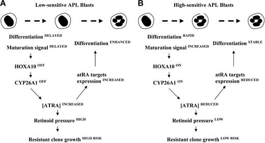 Figure 8. A proposed model for the mechanism of action underlying low expression of the CYP26 cytochrome as a potent cause of relapse. The hypothesis that the growth of APL-resistant blasts is provoked by an increased exposure to active retinoids is based on the observation that, by studying the kinetics of differentiation, cytochromes involved in ATRA metabolism are differently activated between low- (A) and high-sensitive (B) APL cells.