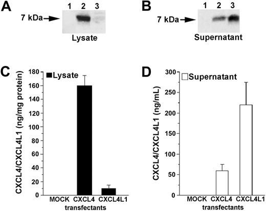 Figure 3. Detection of CXCL4 and CXCL4L1 proteins in lysates and supernatants of HEK-293 transfectants. (A) Western blot analysis of lysate from mock (lane 1), CXCL4 (lane 2), and CXCL4L1 (lane 3) transfectants. Absence of immunoreactivity in mock lysate; strong immunoreactivity in lysate of a CXCL4 transfectant, and absence of protein in the lysate of a CXCL4L1 transfectant. One representative experiment is shown. (B) Western blot analysis of supernatant from mock (lane 1), CXCL4 (lane 2), and CXCL4L1 (lane 3) transfectants. Absence of immunoreactivity in mock supernatant, low immunoreactivity in supernatant of a CXCL4 transfectant, and strong immunoreactivity in the supernatant of a CXCL4L1 transfectant. One representative experiment is shown. (C) CXCL4/CXCL4L1 proteins in lysate from mock, CXCL4, and CXCL4L1 transfectants. Absence of protein in mock lysate, high protein levels in lysate of a CXCL4 transfectant, and absence of protein in the lysate of a CXCL4L1 transfectant, as assessed by ELISA. Cells were cultured for 24 hours in serum-free DMEM at a concentration of 5 × 105 cells/mL medium as described in “Materials and methods.” Columns represent mean values (± SEM) of 4 experiments performed in 2 selected clones. (D) CXCL4/CXCL4L1 proteins in supernatant from mock, CXCL4, and CXCL4L1 transfectants. Absence of protein in mock supernatant, low levels of protein in supernatant of a CXCL4 transfectant, and high levels of protein in the supernatant of a CXCL4L1 transfectant, as assessed by ELISA. Cells were cultured for 24 hours in serum-free DMEM at a concentration of 5 × 105 cells/mL medium as described in “Materials and methods.” Columns represent mean values (± SEM) of 4 experiments performed in 2 selected clones.