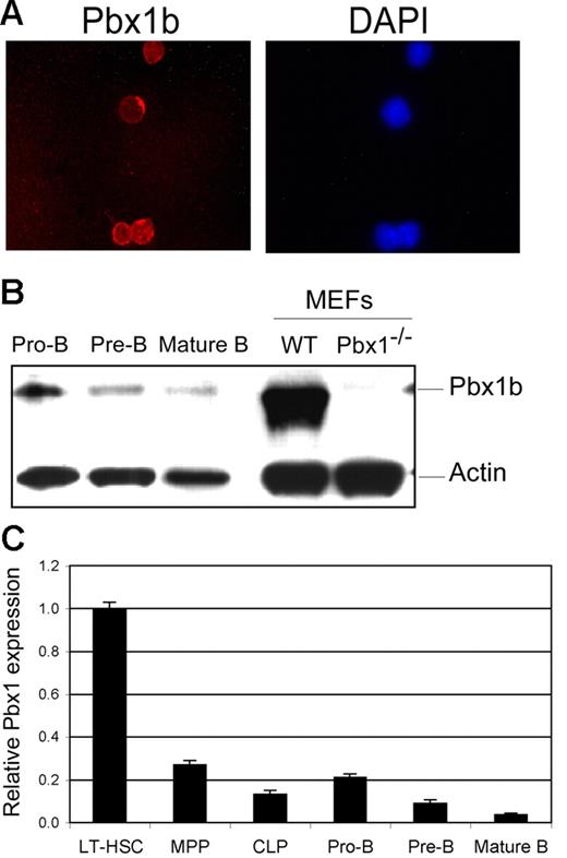 Figure 1. Pbx1 is present throughout B-cell development. (A) FACS-purified CLPs (Lin−CD127intc-kitintSca-1+) were analyzed by immunofluorescence using a Pbx1b-specific monoclonal antibody (left panel). Red staining (Texas red) that was confined to the nucleus (blue staining right panel, DAPI) indicates the presence of Pbx1b. (B) Western blot analysis of double-sorted B-cell populations shows presence of Pbx1b protein in pro-B (B220+CD43+), pre-B (B220+CD43−), and mature B (B220+IgM+) cells that progressively decreases with increasing maturation. Pbx1+/+ and Pbx1−/− MEFs were used as positive and negative controls, respectively. Faint cross-reactive band in last lane is not representative of residual Pbx1b protein. (C) Pbx1 transcripts were assessed in purified progenitors and B-cell populations by quantitative RT-PCR analysis. Relative levels of expression are compared to long-term HSCs. Error bars represent SEMs for triplicate analyses.