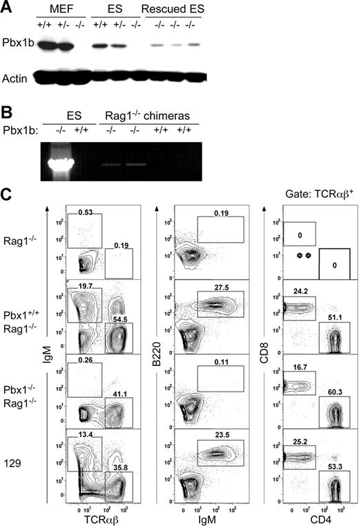 Figure 2. Absence of B lymphocytes in the peripheral blood of Pbx1−/−Rag1−/− blastocyst-complemented mice. (A) Western blot analysis of ES cells and MEFs (genotypes indicated at the top of the panel) demonstrates the absence of Pbx1b protein in homozygous null cells and the presence of exogenous Pbx1b in Pbx1−/− ES cells that were transfected with a lentiviral vector expressing Pbx1b cDNA under the control of the PGK promoter. Actin was used as control for protein loading. (B) PCR analysis confirmed the presence of Pbx1−/− ES cell-derived cells in the blood of Pbx1−/−Rag1−/− chimeric mice. (C) FACS analysis using B and T cell-specific fluorochrome-conjugated antibodies was performed on cells from the peripheral blood mononuclear cells (PBMCs) of chimeric and control mice. No IgM+ or IgM+B220+ B cells were detected in the Pbx1−/−Rag1−/− adult chimeric mice (third row panels). Conversely, TCRαβ+ CD4 and CD8 single-positive cells were detected in the blood of Pbx1−/−Rag1−/− mice. The ratio of CD4+CD8− to CD4−CD8+ cells was not significantly altered. Pbx1+/+Rag1−/− chimeric control mice had normal numbers of B and T cells in their PBMCs (second row panels). Analyses from age-matched Rag1−/− and 129 mice are also shown.