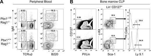 Figure 5. Reintroduction of Pbx1b in Pbx1−/− ES cells restores B-cell and CLP development in Rag1-deficient blastocyst-complemented mice. (A) FACS analysis shows the presence of IgM+B220+ B cells and normal numbers of TCRαβ+ cells in the peripheral blood of mice chimeric for Pbx1b-rescued ES cells at levels comparable with Pbx1+/+Rag1−/− control mice. (B) FACS analysis shows that donor-derived (Ly9.1+) CLPs are present in Pbx1−/−RRag1−/− chimeras.