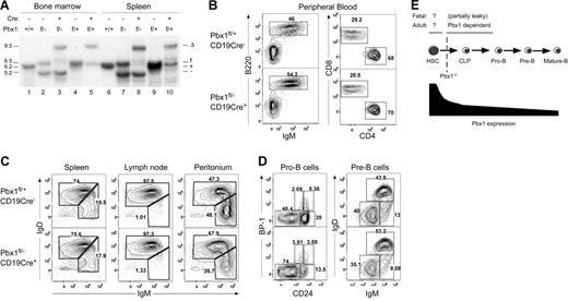 Figure 7. Conditional inactivation of Pbx1 in pro-B cells using CD19Cre does not prevent B-cell development. (A) Southern blot analysis of Pbx1 gene configurations in FACS-purified B cells (CD19+) in the bone marrow (left) and spleen (right) was performed on mice with the genotypes indicated above the gel lanes. The respective migrations of Pbx1 DNA fragments corresponding to the deleted (Δ), floxed (f), wild-type (+), and null (−) alleles are indicated to the right of the panel. The absence of floxed and wild-type alleles in CD19+ cells of Pbx1f-−CD19Cre mice indicates complete Pbx1 deletion in B cells (lanes 3 and 8). (B) FACS analysis shows normal numbers of B220+IgM+ B cells and CD4+ and CD8+ single-positive T cells in the peripheral blood of Pbx1f/−CD19Cre transgenic mice. (C) FACS analysis demonstrates that IgMhiIgDlo and IgMloIgDhi B-cell subsets are present at normal levels in the secondary lymphoid organs of Pbx1f/−CD19Cre mice. (D) B-cell developmental subsets (Hardy fractions A-F) are normally represented in the bone marrow of Pbx1f/−CD19Cre mice. (E) Role of Pbx1 during B-cell development. The B-cell developmental pathway originating from upstream HSCs and CLPs is shown schematically. Relative Pbx1 expression levels are illustrated below and depict the marked down-regulation of Pbx1 with progressive differentiation along the B-cell lineage. Genetic analyses in this report define a Pbx1-dependent stage of B-cell development, with a critical requirement for Pbx1 function at a point between HSCs and B-cell commitment.