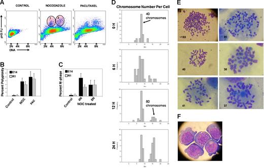 Figure 1. Microtubule disruption-induced mitotic arrest and polyploidy in mESCs. mESC lines E14 and R1 were treated with nocodazole (for microtubule depolymerization), paclitaxel (for microtubule overstabilization), or control solvent for 24 hours in complete culture medium containing LIF as described in “Materials and methods.” (A) Cells were harvested and assayed by multivariate permeabilized-cell cell-cycle analysis for simultaneous phospho(ser10)histone-H3 and DNA content. Regions 1 and 2 indicate E14 cells that are in M phase as indicated by increased phosphohistone-H3 content at 4C and 8C DNA content. (B) Results of polyploidy (cells with > 4C DNA content) analysis in E14 and R1 cells from 6 independent experiments is shown as the mean ± 1SD. (C) Percentage of M-phase cells (regions 1 and 2) are shown. (D) Relative frequency histograms of chromosome number in metaphase E14 cells treated with nocodazole for the indicated times showing an average of 40 chromosomes per cell (euploid) at 0 time and showing the increase in cells with 80 chromosomes (tetraploid) at 24 hours. Chromosome number indicates BIN number times 5. The experiment was repeated once with the E14 cell line and once with the R1 cell line with similar results. Chromosome counts in normal MEF cells are shown for comparison in Figure S2C. MEF cells had 40 chromosomes per cell. (E) Typical metaphase chromosome appearance in E14 cells before and after nocodazole treatment; the number of chromosomes is indicated (Nikon Labophot-2; 10 × 100; oil). (F) Wright-Giemsa stain of E14 cells harvested 24 hours after nocodazole treatment displaying a single nucleus. No E14 cells with more than 1 nucleus were observed (Nikon Labophot-2; 10 × 40).
