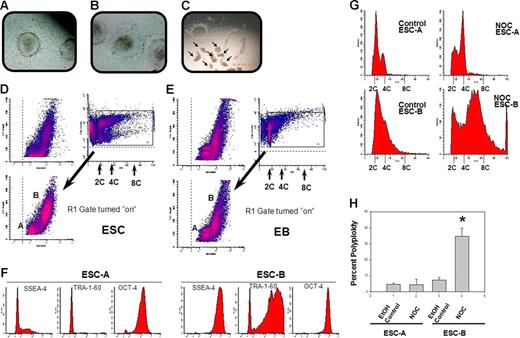 Figure 5. Colonies of the hESC line MI01 contain 2 cell types distinguishable by laser-light scatter patterns, expression of pluripotent markers, and polyploidization in response to SAC activation. Morphology of typical (A) or atypical (B) MI01 colonies is shown. (C) Examples of microsurgical harvesting of typical colonies. Arrows indicate cut and lifted clumps of cells from colonies (Olympus S751; 10 × 20). (D) Flow cytometric analysis of laser-light scatter pattern and DNA content was used to distinguish 2 populations, hESC-A and hESC-B, in single-cell suspensions of harvested MI01 colonies. DNA content versus laser-light side-scatter is indicated. The R1 gate was used to separate viable cells from hypodiploid cells and cell debris. The ratio of percentages of hESC-A and hESC-B cells was 0.52 ± 0.21 for 6 separate experiments. Nocodazole treatment had no significant effect on this percent (P > .05; Figure S6). MI01 colonies were harvested, washed, and placed into human EB medium and cultured for 4 days, then hEBs were harvested and single cell suspensions were analyzed (E) as in panel D. Results are representative of 2 experiments. (F) Pluripotent marker expression of hESC-A and hESC-B. Isotype control antibody-staining intensity was below 10 fluorescence units (not shown). Data are representative of 2 experiments. hESC-A and hESC-B were treated with nocodazole or control solvent as in Figure 1 and harvested. hESC-A and hESC-B cells were gated as in Figure 5D. (G) Cell-cycle analysis was performed and DNA content is shown. (H) Percentage of polyploidy (mean ± 1SD) from 3 experiments. *Significant difference (P < .01) for nocodazole-treated hESC-Bs compared with control hESC-Bs.