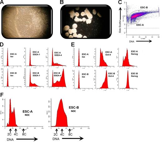 Figure 6. Colonies of the hESC line HSF-6 also contain 2 populations that differ in marker expression and nocodazole-induced polyploidy. Colony edge of HSF-6 (A) and hEB (B) formation (Nikon Diaphot; panel A, 10 × 40; panel B, 10 × 20). HSF-6 colonies contain 2 populations based on laser-light scatter pattern (C) analogous to MI01 (Figure 5D). (D-E) Pluripotent marker expression along with nonspecific isotype control antibody binding. HSF-6 colonies were harvested and analyzed as in Figure 5. Cell-cycle analysis of gated hESC-A and hESC-B populations after treatment with nocodazole (F) was done as in Figure 5. Data represent 2 independent experiments.