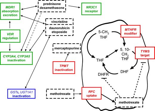 Figure 1. The interactions of antileukemic agents with gene products. Antileukemic agents (dashed boxes) interact with gene products typed in this study (genes italicized, with their functions indicated in the colored boxes). Bidirectional arrows indicate that the drugs are both substrates for and competitive inhibitors of the indicated gene products; dashed arrow indicates inductive effect of steroids on CYP3A enzymes; flat-headed arrows indicate inhibitory effects. Genotypes were determined at loci in the indicated genes and analyzed individually; they were also pooled into 1 of 3 major groups: glucocorticoid (green), phase II conjugating (blue), and antimetabolite related (red).