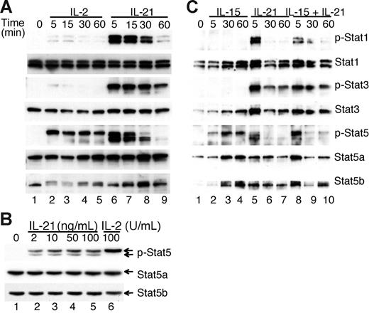Figure 1. Stat1, Stat3, and Stat5 are differentially activated by IL-21. (A) WT splenocytes were preactivated for 2 days with 2 ng/mL PMA + 1 μg/mL ionomycin, expanded with 10 U/mL IL-2 for 1 day, rested overnight in fresh medium without IL-2, and then stimulated with 100 U/mL IL-2 or 100 ng/mL IL-21 for 0 to 60 minutes. Cells were lysed and Western blotted with antibodies to phosphorylated Stat1 (p-Stat1, or p-S1), p-Stat3 (p-S3), or p-Stat5 (p-S5), and then reprobed with antibodies to Stat1 (S1), Stat3 (S3), Stat5a (S5a), or Stat5b (S5b). (B) Splenocytes were preactivated and rested as in panel A, and stimulated for 5 minutes with indicated concentration of IL-21 or IL-2. Cells were then harvested and Western blotted as in panel A. (C) CD8+ T cells from WT spleens (viability > 90%) were stimulated with IL-15 (100 ng/mL) or IL-21 (100 ng/mL) for 0 to 60 minutes, and lysates blotted as in panel A. We performed the Western blotting 3 times. In 2 experiments, the p-Stat1 signal in response to the combination of IL-15 and IL-21 was decreased, but in 1 it was increased. By flow cytometry for phosphorylated STAT proteins, which was performed 3 times, there was no difference. Thus, despite some experimental/technical variation, we do not believe that IL-15 + IL-21 cooperate to alter the level of p-Stat1 from what is seen with IL-21 alone.
