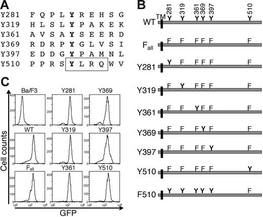 Figure 2. IL-21R tyrosine mutants and their expression on Ba/F3 transfectants. (A) Sequences spanning the 6 tyrosines in the mouse IL-21R cytoplasmic domain. A consensus Stat3-binding motif (YLRQ) is boxed. (B) Schematic of the cytoplasmic domain of WT IL-21R and IL-21R mutants. TM indicates transmembrane region; Y and F, tyrosine and phenylalanine, respectively. (C) WT and mutant IL-21R constructs cloned into pRV-IRES-GFP vector were transfected stably in Ba/F3 cells. The expression of IL-21R was evaluated by examining the coexpressed GFP on a FACSort.