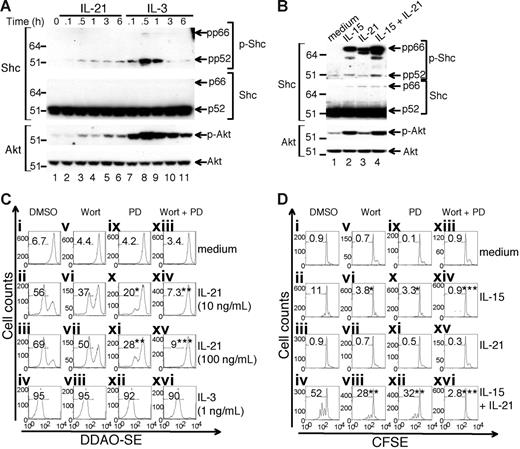 Figure 6. Both MAPK and PI3K pathways contribute to IL-21–mediated proliferation. (A) Ba/F3 cells expressing WT IL-21R were starved of IL-3 for 5 hours and then stimulated with IL-21 (100 ng/mL) or IL-3 (2 ng/mL) for 5 minutes, 30 minutes, 1 hour, 3 hours, or 6 hours. Cells were harvested, lysed, and Western blotted with antibodies to p-Shc or p-Akt, and then reprobed with antibodies to Shc or Akt. Note that there are at least 3 isoforms for Shc (p46, p52, and p66). (B) Splenic CD8+ T cells were stimulated for 30 minutes with 100 ng/mL IL-15, 100 ng/mL IL-21, or both IL-15 and IL-21, harvested, lysed, and Western blotted as in panel A. (C) Ba/F3 cells stably transfected with the IL-21R-Y510 construct were stained with DDAO-SE, cultured in medium containing 10 ng/mL IL-21, 100 ng/mL IL-21, or 1 ng/mL IL-3 for 2 days in the presence of DMSO (control solvent), 50 nM wortmannin (Wort), 50 μM PD98059 (PD), or both Wort and PD, and analyzed by flow cytometry. Percent DDAO-SE dilution is indicated. (D) Splenic CD8+ T cells from Stat1−/−Stat3−/− mice were stained with CFSE, cultured in medium or with 100 ng/mL IL-15 and/or IL-21 for 4 days in the presence of DMSO, Wort, PD, or both Wort and PD, and analyzed by flow cytometry. Percent CFSE dilution is indicated. Results are representative of 3 experiments. Statistical analyses are comparisons to cells treated with DMSO. *P < .05; **P < .01; ***P < .001.
