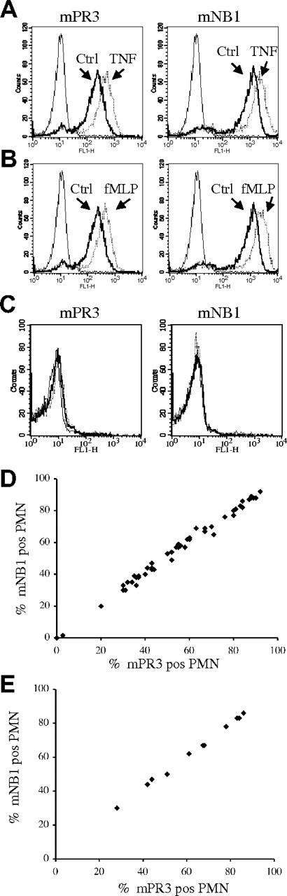 Figure 1. Membrane PR3 expression highly correlates with membrane expression of granulocyte antigen NB1. Live neutrophils were surface stained with monoclonal antibodies. Fluorescence was measured by flow cytometry. Percentages of membrane PR3- and NB1-positive cells were identical in donors with different percentages of membrane-positive cells (A-B, 90%;C, 0%). MFI of both proteins increased after stimulation with TNF-α (A; bold line for cells stimulated with buffer control and dotted line for TNF-α stimulation) with fMLP (bold line for buffer control, dashed line for 10−6 M fMLP). In contrast, the NB1- and PR3-positive percentage remained unchanged, and no increase in the expression of either molecule occurred with TNF-α when cells from an mPR3/NB1-negative donor were used (C). (D) The correlation is shown of PR3 and NB1 percentages in 51 healthy donors (r = 0.996, P < .001). (E) The values are given for patients with ANCA-associated vasculitis (r = 0.999, P < .001).