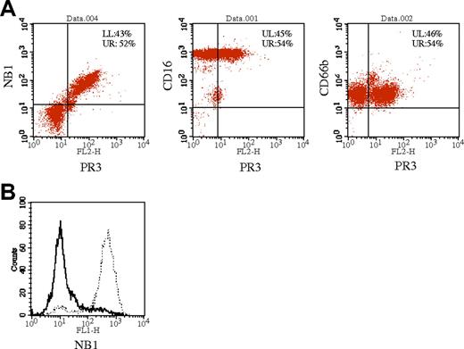 Figure 2. Membrane PR3-positive and NB1-positive neutrophils are identical. Neutrophils were stained with anti-PR3 and PE-labeled secondary antibody (x-axis) and FITC-labeled antibodies against NB1, CD16b, and CD66b (A). Measurements were taken after the appropriate compensation. Percentages of cells in the quadrants are noted. (B) Neutrophil membrane PR3-positive and -negative subpopulations were separated by magnetic cell sorting and stained with directly labeled anti-NB1 antibody. mPR3-negative cells do not stain for NB1 (bold line), whereas mPR3-positively sorted cells are recognized by the anti-NB1 antibody (dotted line).