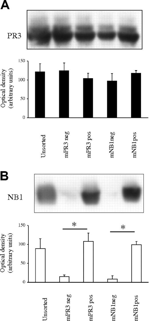 Figure 3. Membrane PR3 expression is restricted to cells with NB1 protein. Cells sorted for mPR3 (n = 5, A) and mNB1 (n = 3, B) expression (purity, 90% ± 5%) were subjected to immunoblot analysis for PR3 and NB1. Corresponding optical densitometry showed no significant difference in whole-cell PR3 content in the membrane-positive and -negative subpopulations. However, NB1 was restricted to mPR3- and mNB1-positive cells (*P < .05). Error bars indicate ± SEM.