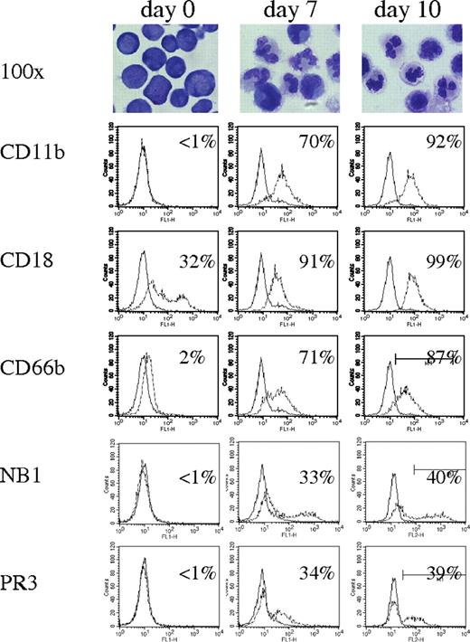 Figure 4. NB1 and PR3 surface expression in an in vitro model of neutrophil differentiation. CD34+ stem cells were isolated from umbilical cord blood, expanded, and differentiated into neutrophils. Morphology is shown using Wright-Giemsa staining and microscopy. Surface expression of differentiation markers was assessed by flow cytometry. Seven days of differentiation resulted in identical PR3 and NB1 percentages as shown for a typical of 10 independent experiments.