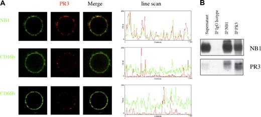 Figure 6. PR3 and NB1 colocalize on and coimmunoprecipitate from the neutrophil plasma membrane. Confocal microscopy of live neutrophils showed colocalization of PR3- and NB1-stained spots on the plasma membrane in comparison to CD66b and CD16b (A). Line scans of fluorescence intensity indicate colocalization of peak color intensities. Immunoprecipitation and Western blot analysis of PR3 and NB1 was performed from the supernatant of TNF-α–primed, phospholipase C–treated neutrophils. This procedure resulted in specific coimmunoprecipitation of PR3 after NB1 precipitation and vice versa (B).
