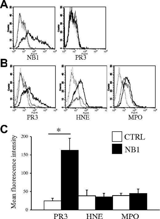 Figure 7. Ectopic NB1 expression confers PR3 surface binding. Transfection of a NB1 expression plasmid into HEK293 cells resulted in NB1 surface expression (A; bold line for NB1-transfected cells, thin line for ctrl-transfected cells, isotype control staining for ctrl- and NB1-transfection is depicted as dotted lines). Monoclonal anti-PR3 antibodies did not bind to any of these cells as shown for CLB12.8. (B) NB1 transfected (bold line) and mock-transfected cells (thin line) were incubated on ice for 2 hours with 1 μg/mL purified PR3 or equimolar concentrations of neutrophil elastase (HNE) or myeloperoxidase (MPO), washed and stained for surface display. (C) Binding of PR3 was specifically elevated in NB1-transfected cells (▪) as compared with mock-transfected (□) cells (MFI, 163 ± 33 versus 25 ± 7; *P < .05; n = 5 independent transfections). HNE and MPO binding was unaffected by NB1 transfection (MFI: HNE, 36 ± 10 versus 39 ± 16, and MPO, 45 ± 12 versus 39 ± 6; n = 3 independent transfections). Error bars indicate SEM.