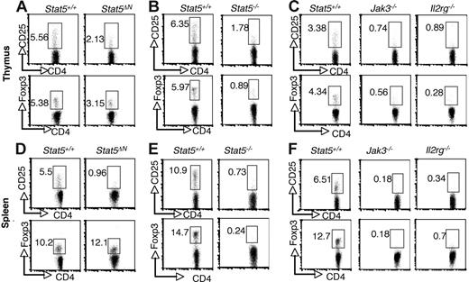 Figure 1. Stat5a/b are critical for the generation of thymic Foxp3+ CD4+ T cells and maintenance of peripheral Foxp3+ CD4 T+ cells. CD25 and Foxp3 expression were analyzed by flow cytometry in CD4 SP thymocytes (A-C) and splenocytes (D-F) from 4- to 6-week-old Stat5+/+ and Stat5ΔN mice (A,D), Stat5−/− mice (B,E), and Jak3−/− and Il2rg−/− mice (C,F). Numbers indicate the percentage of CD25+ or FoxP3+ cells delineated by the rectangles.