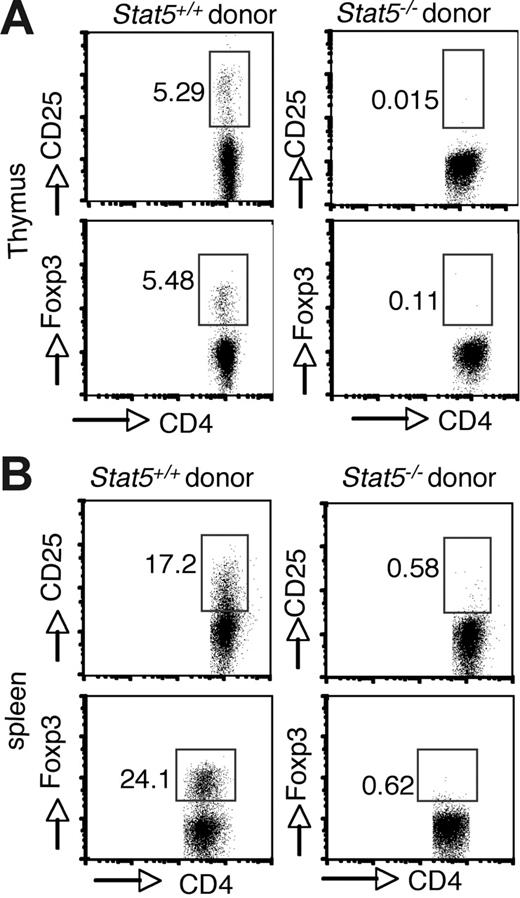 Figure 2. Intrinsic requirement of Stat5a/b for generation of Foxp3+ CD4 T cells. Irradiated C57BL/6 Rag2−/− CD45.1+ congenic mice were reconstituted with 2 × 106 total fetal liver cells from CD45.2+ WT (left panels) or Stat5−/− (right panels) mice. After reconstitution (8 weeks), cell populations in the thymus (A) and spleen (B) were analyzed. Donor-derived CD4 SP T cells were analyzed for CD25 and Foxp3 expression. Numbers indicate the percentage of CD25+ or FoxP3+ cells delineated by the rectangles.