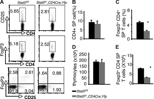 Figure 3. Reduction of thymic Foxp3+ CD4+ T cells with tissue-specific diminution of Stat5a/b levels. (A) CD25 and Foxp3 expression were assessed on sorted CD4 SP thymocytes from Stat5fl/fl mice and YFP+CD4 SP thymocytes from Stat5fl/−, CD4Cre, Yfp mice. (B) Average proportion of CD4 SP thymocytes. (C) Mean percentage of Foxp3+ CD4+ T cells. (D) Average total numbers of thymocytes. (E) Absolute numbers of Foxp3+ CD4+ T cells. Means ± SE (n = 6) are shown; *P < .01 as determined by Student t test. Numbers indicate the percentage of CD25+ or FoxP3+ cells delineated by the rectangles.