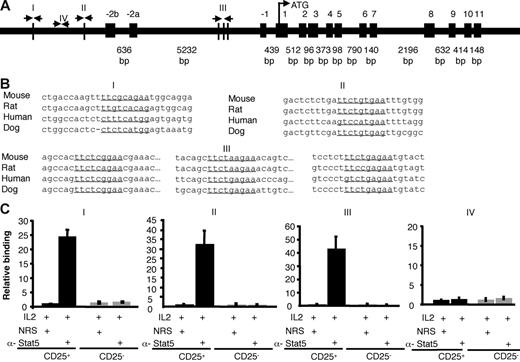 Figure 7. Stat5 binds the Foxp3 gene. (A) Schematic of the mouse Foxp3 gene. Vertical lines depict potential Stat binding sites in the first intron and the putative promoter (I, II, III). Site IV does not contain a Stat-binding site and was used as a control. (B) Stat-binding sites in the mouse Foxp3 gene are underlined and aligned with sequences from other species. Site I is located between 006010267 and 006010275 in the mouse genome (http://genome.ucsc.edu/cgi-bin/hgGateway?hgsid = 83 436 504&clade = vertebrate&org = Mouse&Db = mm7). Site II is located between 006012112 and 006012120. Intronic sites designated III are located between 006017209 and 006017217, 006017406 and 006017414, and 006017523 and 006017531. All sequences are from the sense strand; note that the previous Stat-binding site sequences identified by Zorn et al36 were from the antisense strand, although the same sites were interrogated in our analysis. (C) Sorted thymic CD25+CD4 SP (▪) and CD25−CD4 SP (⊡) T cells were treated with IL-2 for 1 hour. Proteins and DNA were cross-linked with formaldehyde, cells were lysed, and DNA was sheared. Chromatin immunoprecipitation was performed using either normal rabbit serum or anti-Stat5 antibody. Quantification of immunoprecipitated DNA fragments was performed by real-time PCR using primers and probes for sites I, II, III, and the irrelevant site IV. Values were normalized to corresponding input control and are expressed as fold enrichment relative to normal rabbit serum for each experiment. Means ± SE are shown.