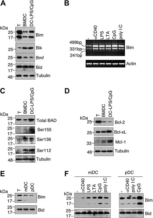 Figure 1. Expression of BH3-only proteins in DC subsets. (A) T cells were generated by activation of mouse spleen cells with ConA and IL-2. Western blot analyses were performed to detect BH3-only proteins in T cells, or bone marrow–derived DCs with or without treatments with LPS and CpG. (B) RNA was prepared from bone marrow–derived DCs with or without stimulation of CD40 or TLRs for 20 hours and used for semiquantitative RT-PCR for Bim or actin. The 499-bp, 331-bp, and 241-bp bands correspond to BimEL, BimL, and BimS, respectively.28 (C) Cell lysates prepared as in panel A were used for Western blot analyses of BAD and phosphorylated BAD. (D) Cell lysates prepared as in panel A were used for Western blot analyses of antiapoptotic molecules. (E) Freshly purified T cells, mDCs, and pDCs from mouse spleens were lysed for Western blot analysis of Bim and Bid. (F) mDCs and pDCs purified from mouse spleens were treated with anti-CD40 or different TLR stimuli for 24 hours. Cells were lysed for Western blot analyses of Bim and Bid.