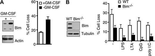 Figure 3. Roles of Bim in spontaneous apoptosis in DCs with or without TLR stimulation. (A) CD11c+ BMDCs were cultured in the presence or absence of GM-CSF for 24 hours. Cells were either lysed for Western blot analyses (left) or used to measure cell loss (right). (B) CD11c+ BMDCs derived from WT or Bim−/− mice were used for Western blot analyses (left). Spontaneous apoptosis of WT or Bim−/− CD11c+ BMDCs with or without treatments with different TLR stimuli were quantitated 24 hours later (right). Data shown (mean ± SEM) are averages of 3 independent experiments.