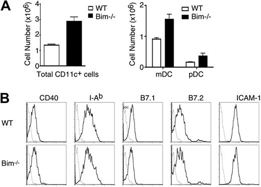 Figure 4. DC accumulation and unaltered DC activation in Bim−/− mice. (A) Total splenocytes of 5-month-old Bim−/− mice and wild-type controls were counted. Splenocytes were then stained for FITC anti-CD11c, PE anti–PDCA-1, or PE anti-CD11b, and percentage of CD11c+ cells was analyzed by flow cytometry. Total numbers of CD11c+ cells (left panel) as well as CD11c+CD11b+ mDCs and CD11c+PDCA-1+ pDCs (right panel) were quantitated. Data represent mean ± SD of 5 mice of each genotype. Statistical significance between wild-type and Bim−/− mice was analyzed by Student t test, with P < .001 for total CD11c+ DCs, P < .07 for pDCs, and P < .004 for mDCs. (B) Unaltered expression of costimulatory molecules on Bim−/− DCs. Splenocytes were enriched for DCs by depletion of T and B cells. Cells were then stained with PE anti-CD11c and FITC-conjugated antibodies to CD40, I-Ab, B7.1, B7.2, or ICAM-1 (solid line) or isotype controls (dotted line) and analyzed by flow cytometry. Data shown are representative of 5 mice of each genotype.