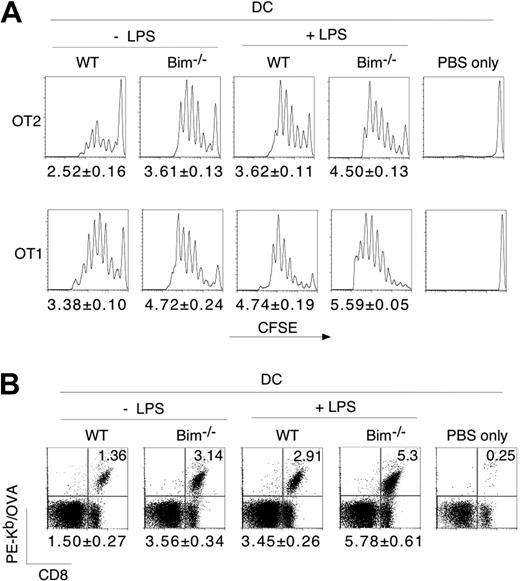 Figure 6. Increased immunogenicity of Bim−/− DCs in vivo. (A) CFSE-labeled OT1 or OT2 T cells were injected into recipient mice. DCs from WT or Bim−/− mice with or without LPS stimulation were pulsed with corresponding OVA peptides, or PBS alone, and then injected into recipient mice. Three days later, CFSE+ cells in the draining nodes were analyzed for CFSE dilution of dividing cells. The average numbers of cell division (means ± SEM) from 5 independent mice were also calculated. Statistical significance was analyzed by Student t test, and the P values are as follows: for mice injected with OT2 cells, .001 (WT vs Bim−/−) and .001 (WT + LPS vs Bim−/− + LPS); and for mice injected with OT1 cells, .001 (WT vs Bim−/−) and .001 (WT + LPS vs Bim−/− + LPS). (B) CD8+ OVA-specific T cells in the draining lymph nodes in panel A were also detected by staining with anti-CD8 and H-2kb/OVA tetramer. The percentages of CD8+Kb/OVA+ cells are averages of 5 independent mice (means ± SEM). Statistical significance was analyzed by Student t test, and the P values are as follows: .001 (WT vs Bim−/−), .001 (WT + LPS vs Bim−/− + LPS).