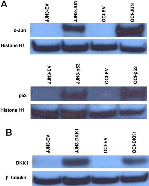 Figure 5. c-Jun and p53 overexpression do not activate DKK1 transcription in myeloma cells, and overexpression of DKK1 does not affect myeloma cell apoptosis and drug response. (A) c-Jun or p53 proteins were overexpressed in JJN3 and OCI-MY5 cell lines using a lentiviral system. Western blot analysis of the nuclear extracts confirmed c-Jun or p53 up-regulation, as compared to each control transfected with empty vector. DKK1 expression, evaluated in the same samples by real-time PCR, was not activated. (B) JJN3 and OCI-MY5 cell lines were transfected with DKK1 overexpression vector using a lentiviral system. DKK1 protein was confirmed by Western blot analysis of cytosolic fractions (normalized to β-tubulin internal control). JJN3 and OCI-MY5 cell lines transfected with DKK1 or empty vector were treated with thalidomide or lenalidomide; after 48 hours of treatment, the percent of apoptotic cells was determined using flow cytometry (Table 1).