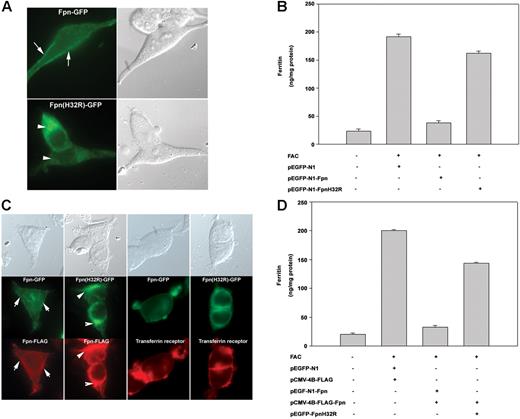 Figure 2. The ffe mutation affects the localization of transfected Fpn and iron-exporting activity. (A) HEK293T cells were transiently transfected with plasmids containing either Fpn-GFP or Fpn(H32R)-GFP. Localization of Fpn was assessed by epifluorescence microscopy 12 to 18 hours after transfection. The arrows denote plasma membrane localization. The arrowheads denote intracellular localization. (B) Cells, treated as described in panel A, were incubated with FAC (10 μM Fe) for 18 hours and ferritin levels were determined by enzyme-linked immunosorbent assay (ELISA). (C) HEK293T cells were transiently cotransfected with plasmids containing Fpn-GFP and Fpn-FLAG or Fpn(H32R)-GFP and Fpn-FLAG. Fpn or transferrin receptor 1 localization was determined by immunofluorescence microscopy 18 hours after transfection. (D) Cells, treated as in panel C, were incubated with FAC (10 μM Fe) for 18 hours and ferritin levels were determined by ELISA. The error bars represent the standard deviation.