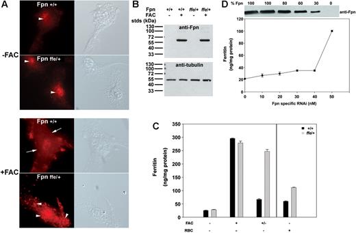 Figure 3. Localization of Fpn and iron transport activity in macrophages from ffe/+ mice. (A,B) Bone marrow macrophages isolated from wild-type mice or ffe/+ mice were incubated in the presence or absence of FAC (10 μM Fe) for 24 hours. The localization of Fpn was analyzed by immunofluorescence using an antibody to Fpn and the amount of Fpn was determined by Western analysis using an antibody to α-tubulin as a loading control. The arrows denote plasma membrane localization. The arrowheads denote intracellular localization. (C) Cells were incubated with or without FAC (10 μM Fe) for 24 hours or with IgG-coated RBCs for 90 minutes. Cells were washed and ferritin levels measured by ELISA after 16 hours (+/− refers to cells incubated with FAC and then incubated in the absence of FAC; black bars represent wild type; gray bars represent ffe/+). The error bars represent the standard deviation. (D) Bone marrow macrophages from wild-type mice were transfected with either nonspecific oligonucleotide pools or with different concentrations of oligonucleotide pools specific for mouse Fpn. Cells were incubated with FAC (10 μM Fe) for 24 hours and then in the absence of FAC for 16 hours. Cell extracts were isolated and assayed for ferritin by ELISA or for Fpn by Western blot analysis. The amount of Fpn in cells incubated with nonspecific oligonucleotides was identical to that of cells not transfected and was taken as 100%. The Western blots were analyzed by densitometry and Fpn was normalized to α-tubulin. The amount of ferritin in cells incubated with 50 nM to 100 nM Fpn-specific oligonucleotide pools was equivalent to that of untransfected cells. The error bars represent the standard deviation.