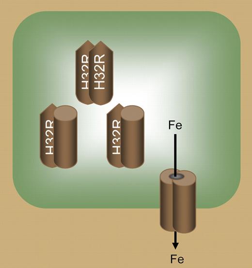 Normal ferroportin protein must form multimers (shown here as dimers) to localize properly to the cell surface for cellular iron export. Ferroportin protein carrying the H32R mutation does not traffic to the cell surface. Multimers containing both normal ferroportin polypeptide and mutant ferroportin polypeptide are similarly retained within the cell. Thus, a missense mutation in one allele results in substantial loss of ferroportin activity and clinical disease.