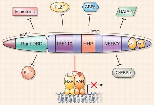 AML1/ETO promiscuously targets and blocks the activities of RXR/RARα and other hematopoietic transcription factors. Different functional domains of the AML1/ETO fusion protein are indicated as follows: the Runt DNA-binding domain (DBD) of the AML1 moiety; a region that shares homology with TAF110 and other related TAF proteins; a heptad repeat of hydrophobic amino acids (HHR); a region that shares homology with Drosophila nervy protein; and a C-terminal region containing 2 nonclassical zinc fingers. Positions of indicated transcription factors relative to AML1/ETO do not reflect regions of interaction with the fusion protein.